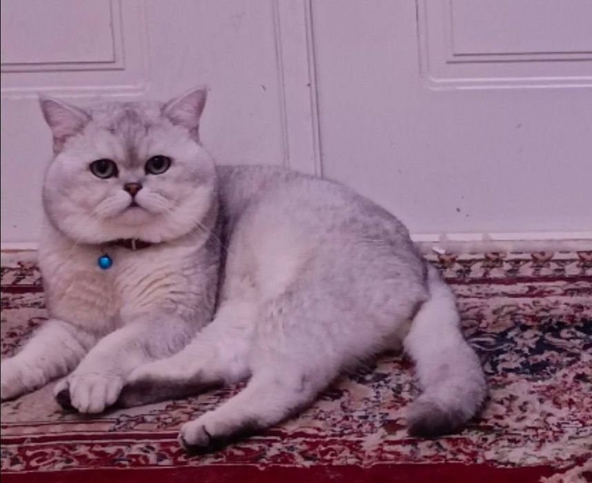 Вязка кошка Nasl olish uchun mushuk