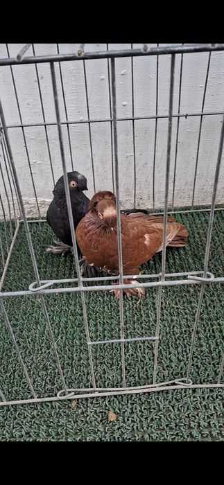 Porumbei jdb si galateni