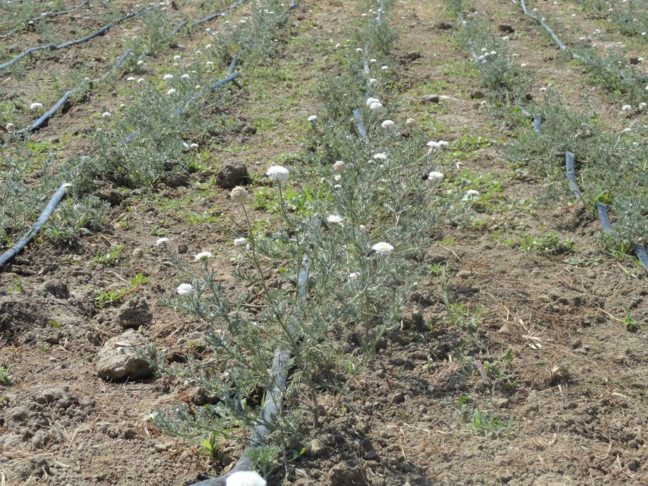 Римска лайка разсад