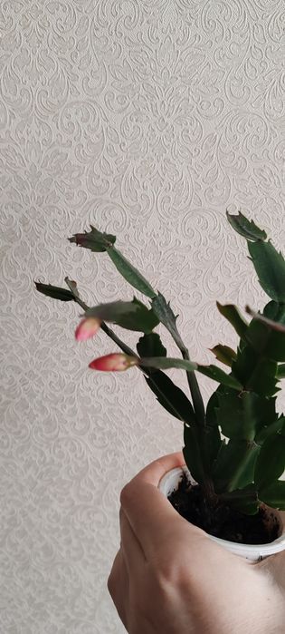 Декабрист красный и розовый