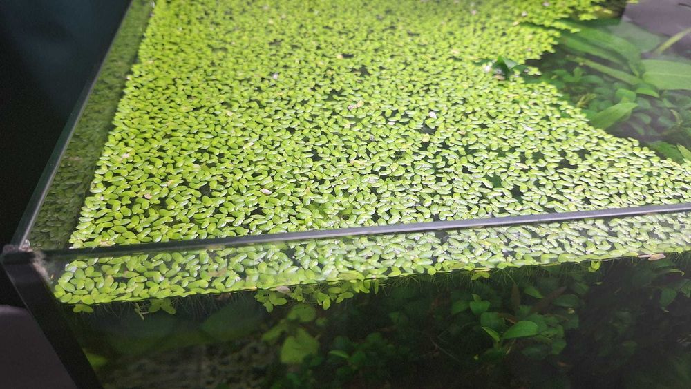 Pachet pești + plante + melci, la doar 100 de lei