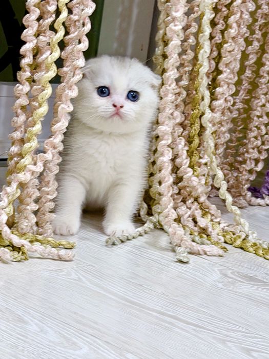 Шотланский Скоттиш Фолд! Шиншилла Серебро!