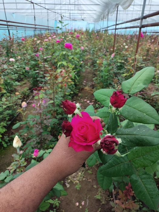 Цветы Гүл көшеттері сатылады