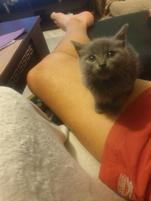 Пдарявам женско сиво коте