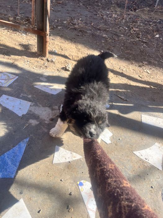 шенок дворняшка тегин