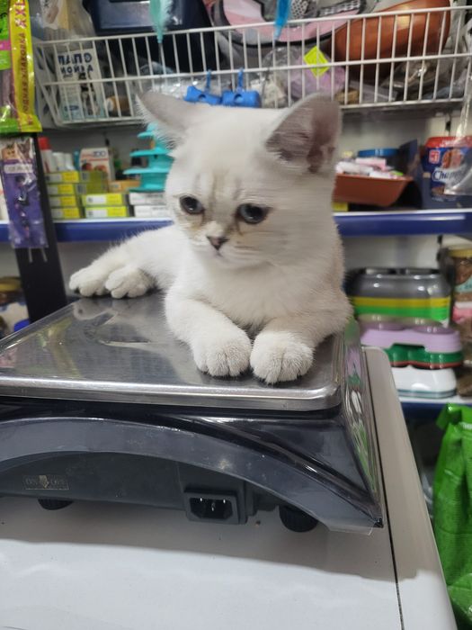 Продам котёнка девочка 2.5 месяца