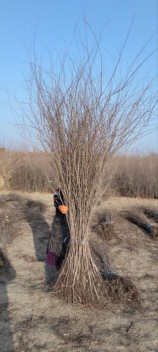 Oddiy gujum sotiladi OPTOM narxlarda