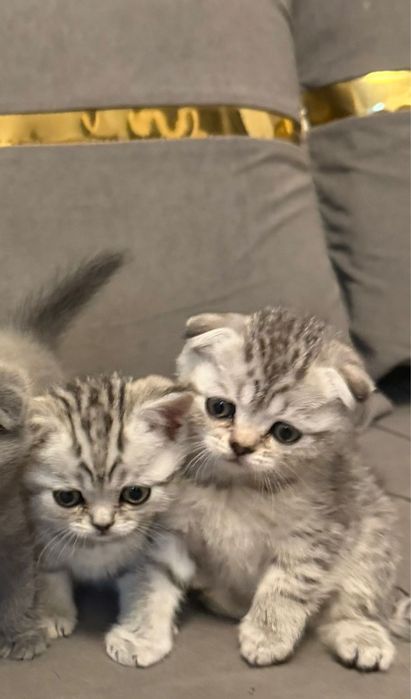 Шотланские шоколадки