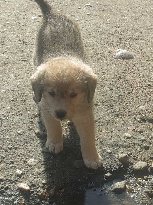 Donez cățeluși 3 femele, 2 masculi
