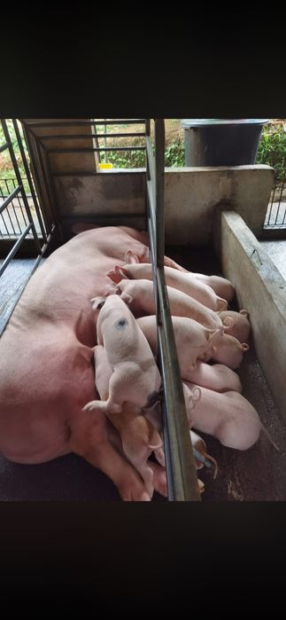 Продавам домашни прасета