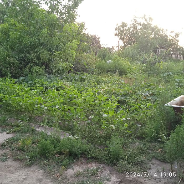 Дача сотилади срочно