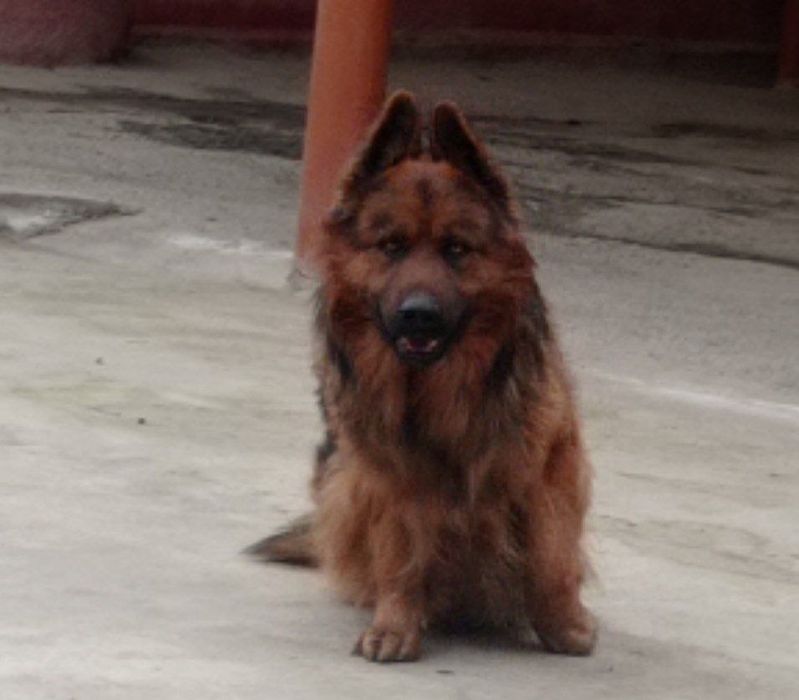 Авчарка 2.5 года