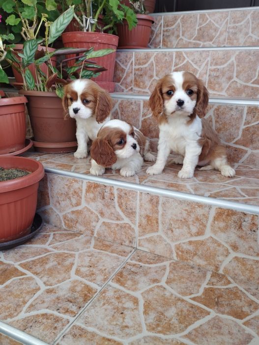 Кавалер Кинг Чарлз Шпаньол.