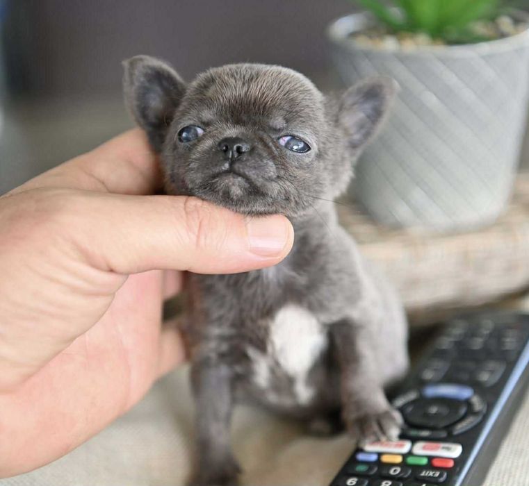 Женско миниатюрно чихуахуа синьо