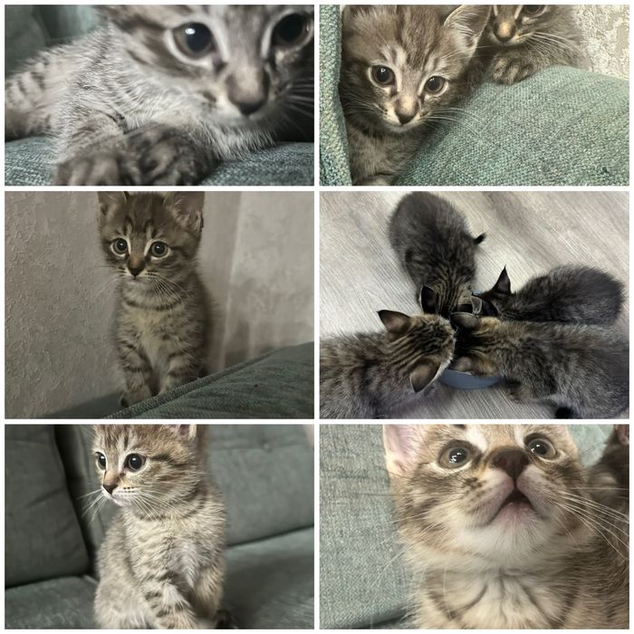 Отдам котят пацанов бесплатно