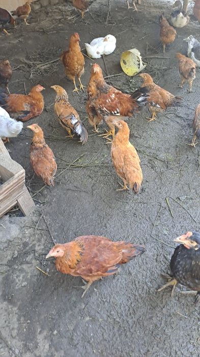 Молодые гуси и петрушки