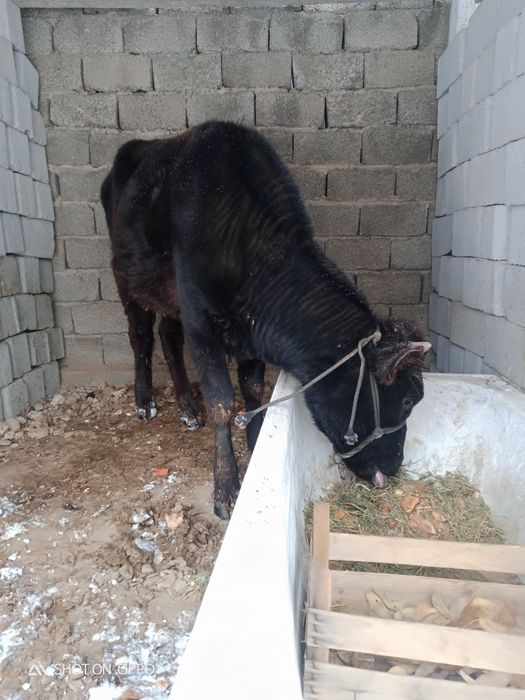 Қашар өте ақылды