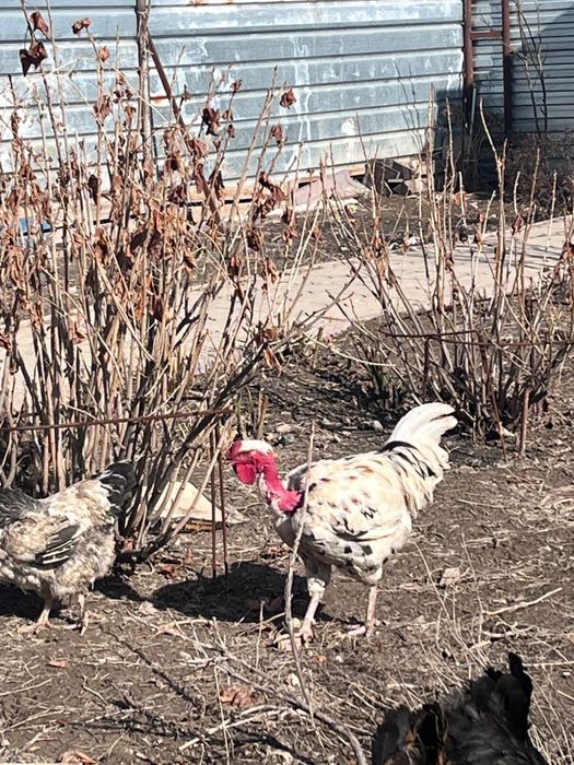 срочноо продам петухов