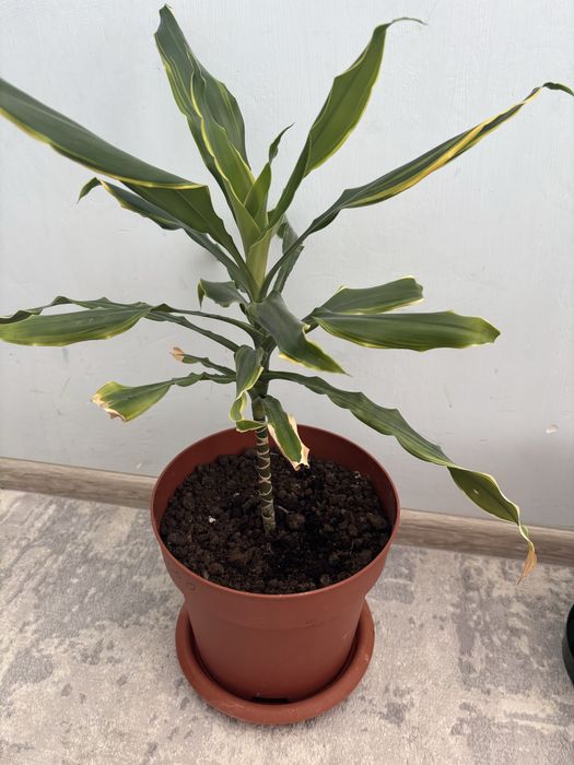 Продаются комнатные цветы