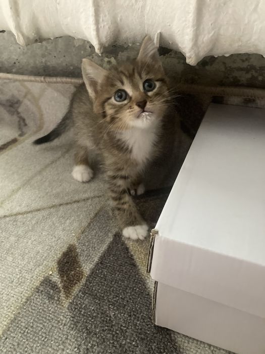 Красивые милые котята