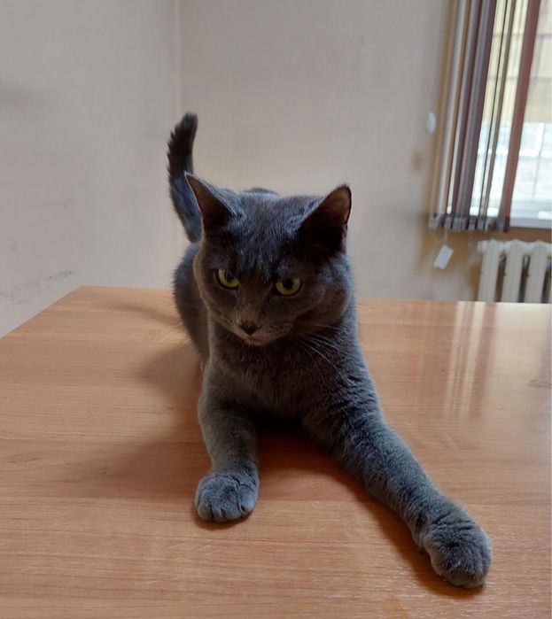 Отдам кошечку,  в отвественые руки