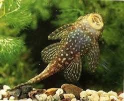 Сомики анциструсы