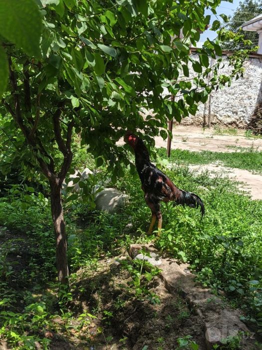 Dakan xo'roz Tozza shamo sotiladi