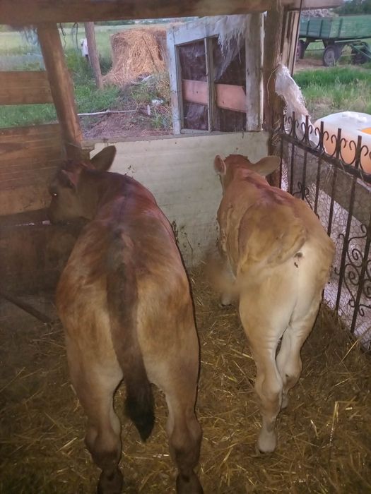 Vând viței semiînțărcați și de lapte