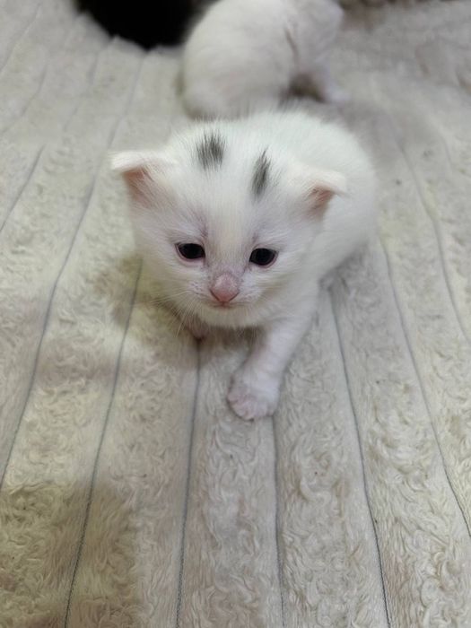Отдадам котят в хоршие руки