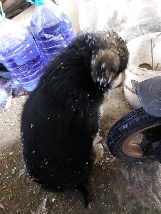 Срочно отдам шенка мальчик