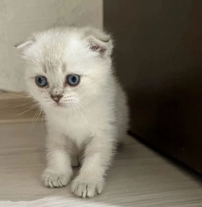 Шикарные котята мальчики и девочки, цены 20-25тыс