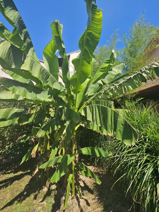 Bananieri / Bambus ornamental