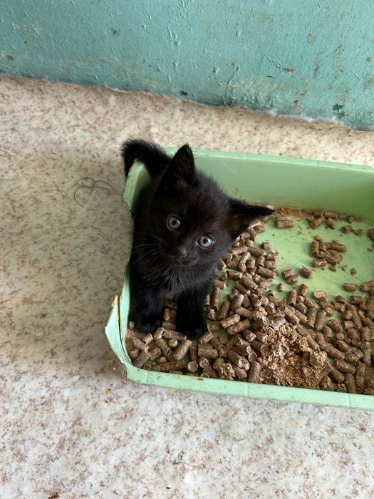 Отдам котят в добрые руки