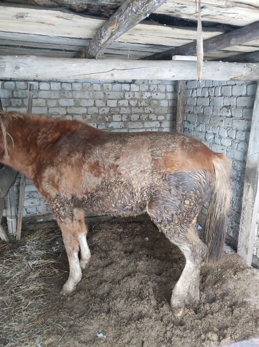 Семіз байтал сатамын