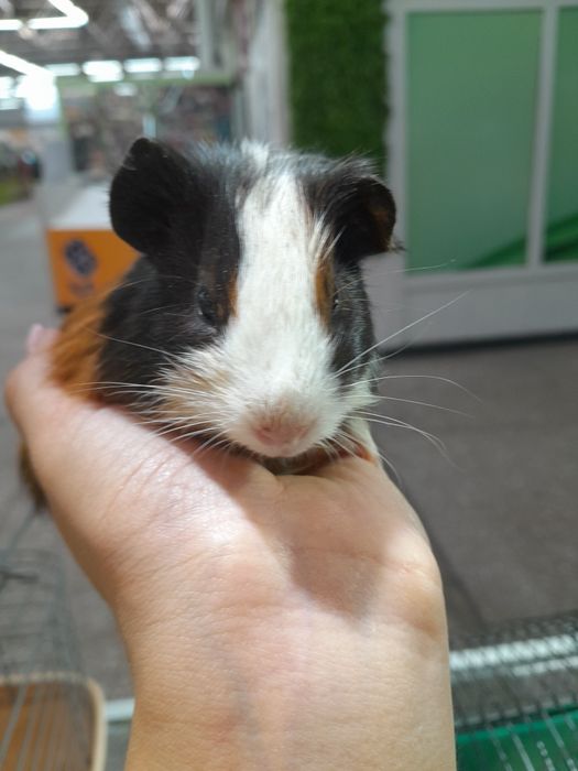 Морские свинки ...