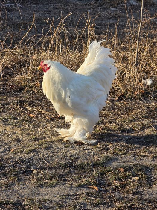 Брама белый гигант хурозла сотилади