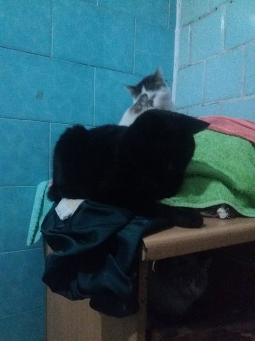 Кот, доставка бесплатно