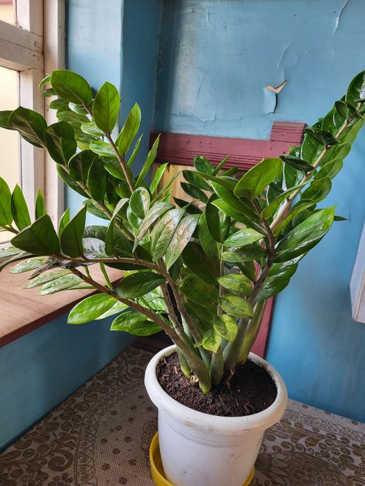 Продам замиакулькас