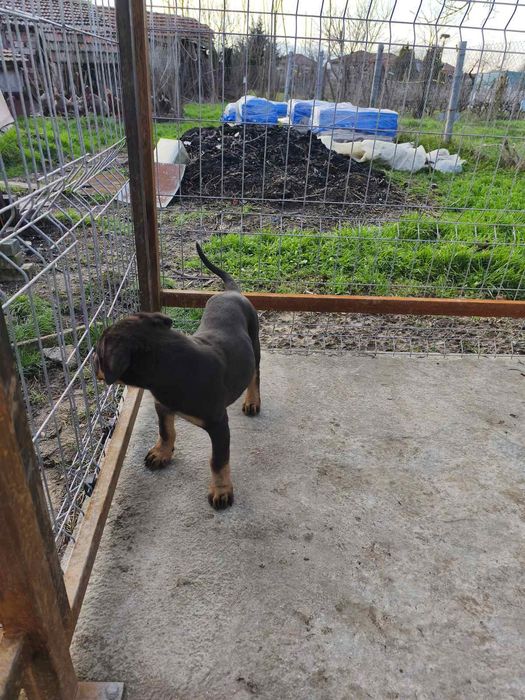 Ротвайлер -мъжко бебе