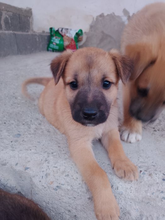 Am 6 pui de 5 săptămâni care își caută o familie iubitoare. Pentru mai multe informații, vă rog să mă contactați la numărul de telefon: 0745214663.