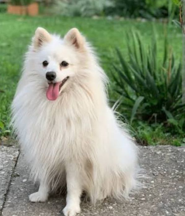 Обмен  чистокровный