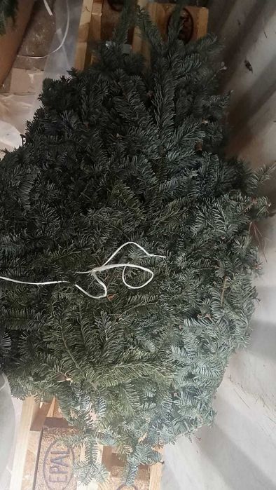 Продаю Нобилис г.Степногорск