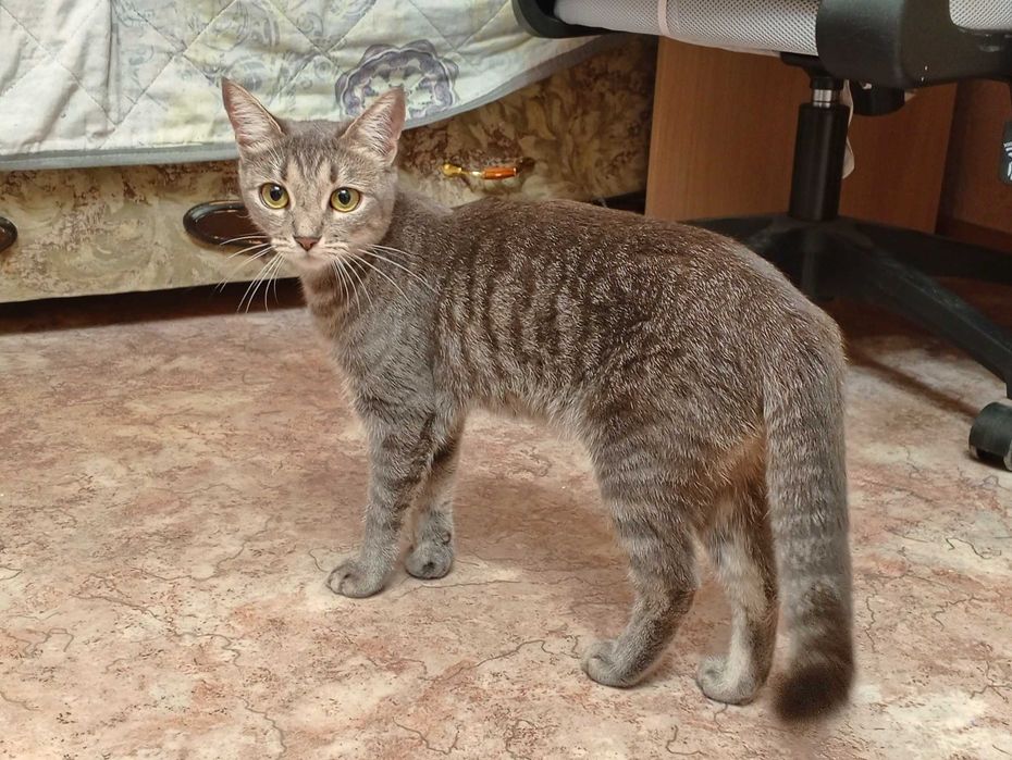 Котёнок 6 мес девочка