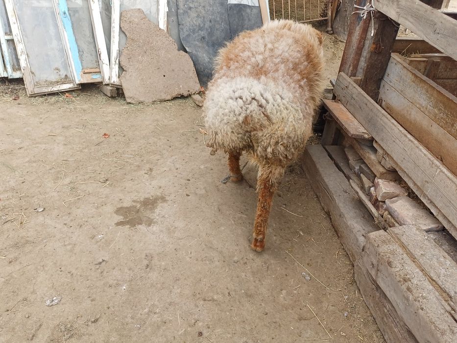 Саулық қойлар сатылады