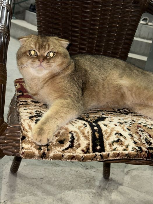 Вязка Британская золотая шиншилла