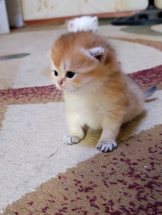 Продам котят Шиншиллят