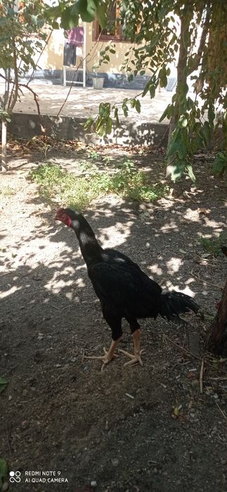 Juja sotiladi. 6 oylik jujalar. Kulangi