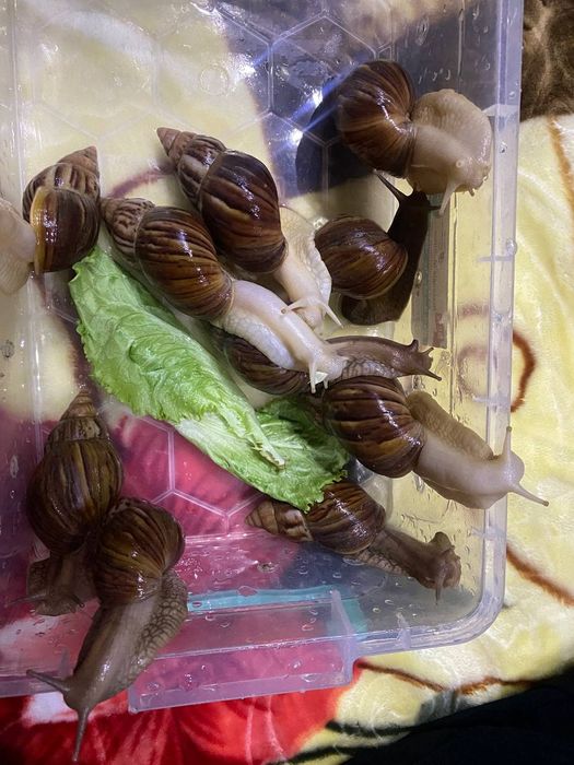 Ulitkalar 12 sm 15 smdan