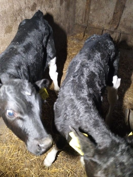 Vand 2 tauras baltat