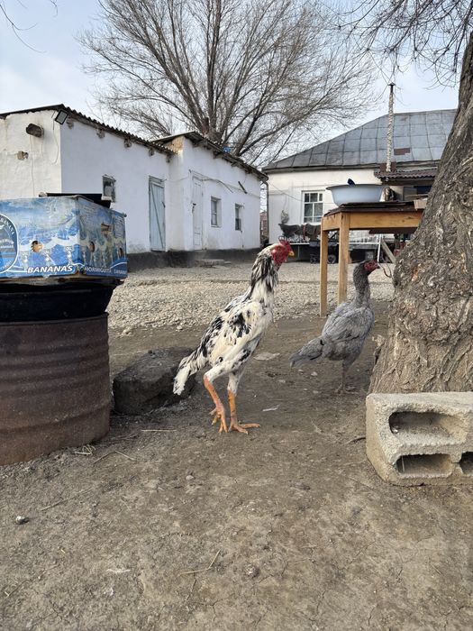 Дакан ганой шөжеқораз